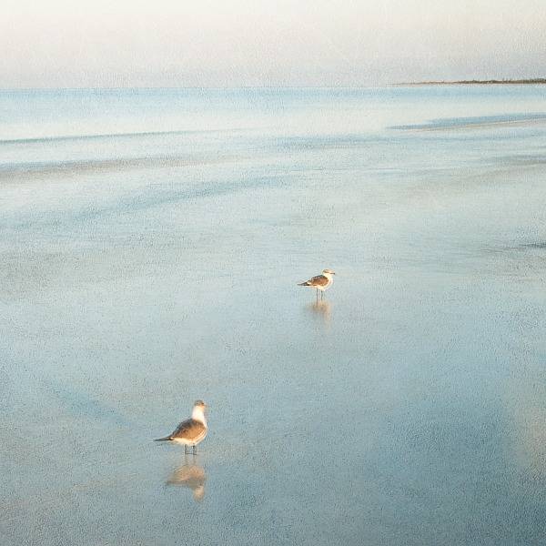 2 Birds on a Beach, Canvas