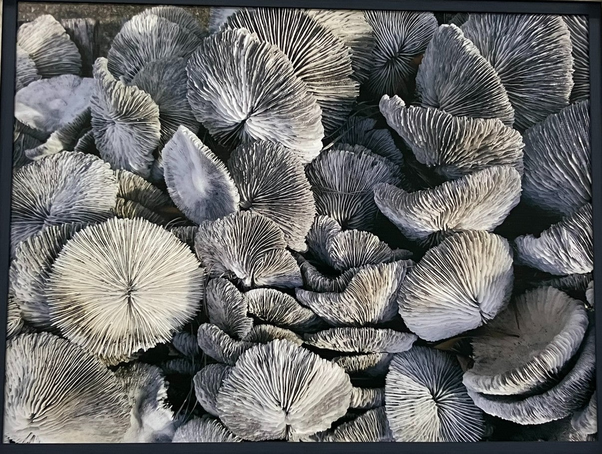 Scratchy Stuff, Canvas